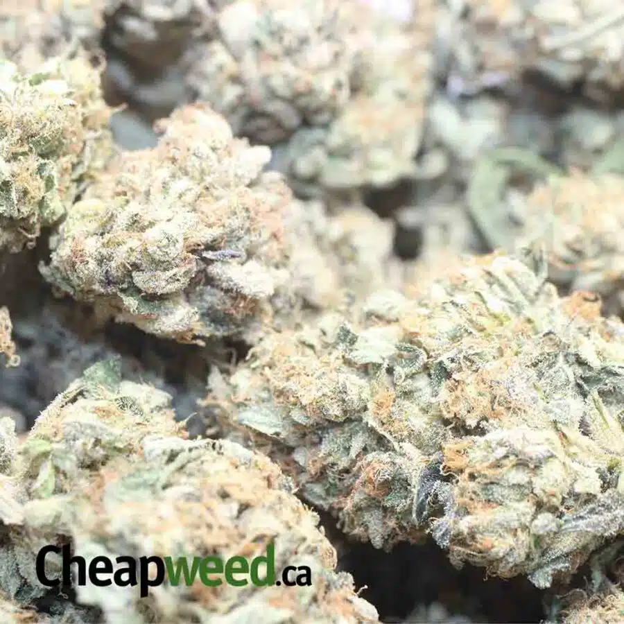 EL JEFE 1 I El Jefe 25.50% THC