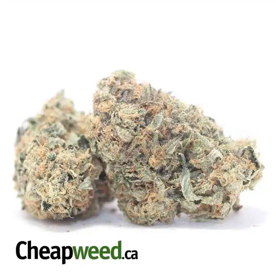 EL JEFE 3 I El Jefe 25.50% THC