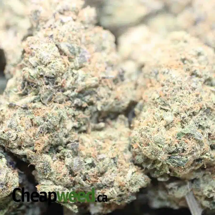EL MURETTE 1 I $79 Oz - El Chapo