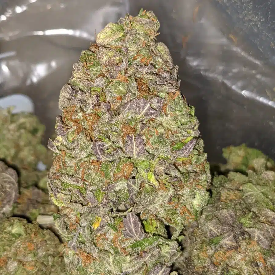GRAPEFRUIT DOD 1 I Grapefruit - *Deal of the Day*