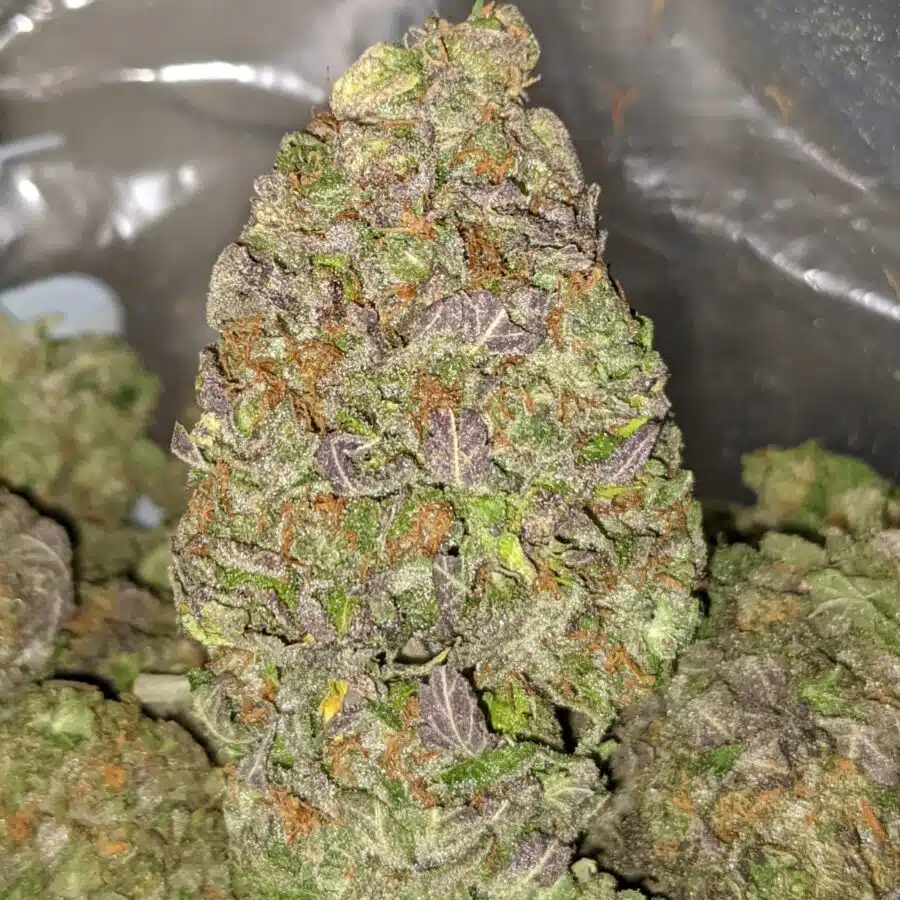 GRAPEFRUIT DOD 2 I Grapefruit - *Deal of the Day*