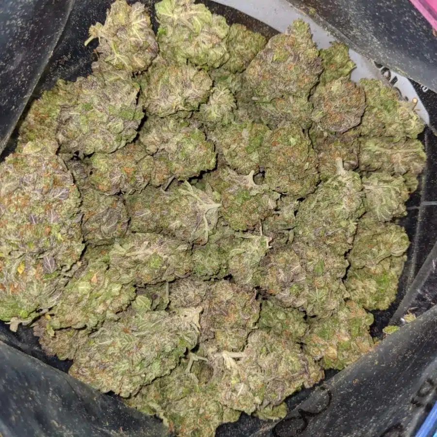 GRAPEFRUIT DOD 3 I Grapefruit - *Deal of the Day*