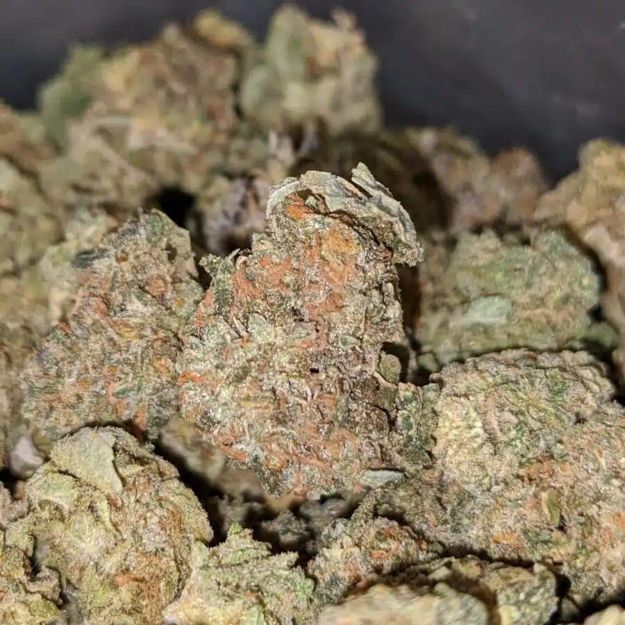Gas berry BS 2 I Gas Berry Bulk Special