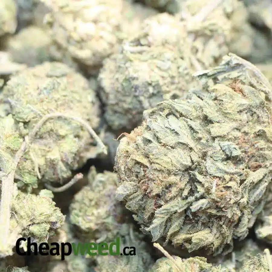 HEADBAND BULK SPECIAL 1 I $49 Oz - Headband
