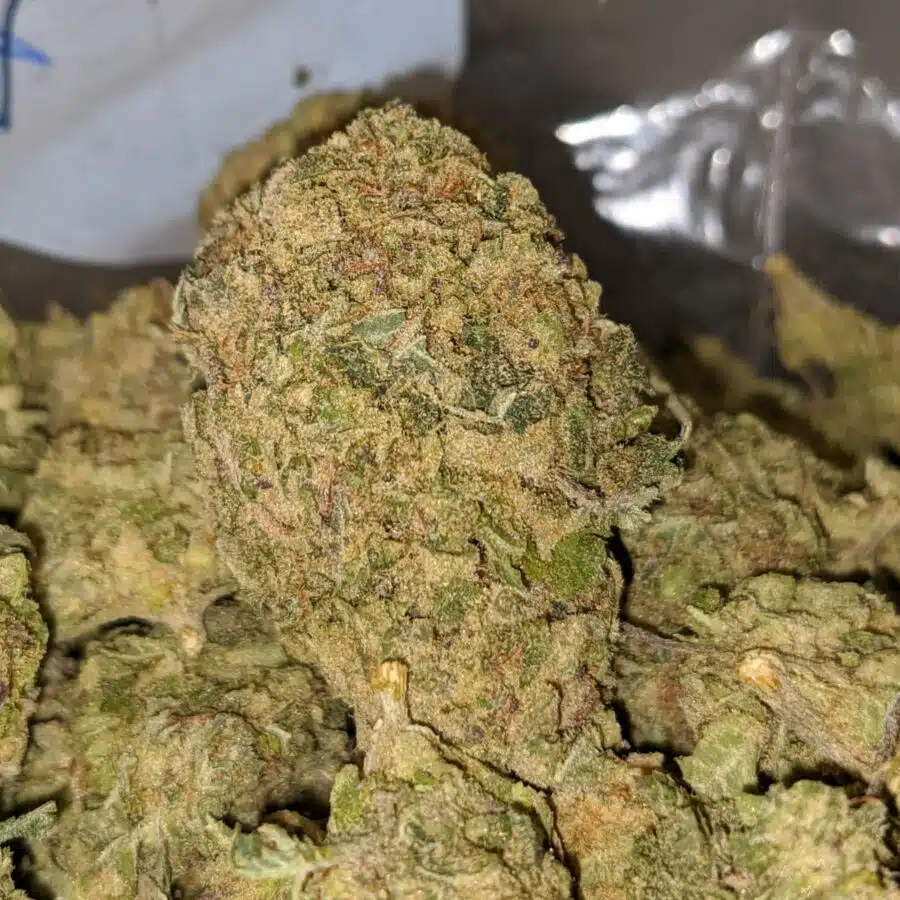 HEADBAND BULK SPECIAL 3 I $49 Oz - Headband