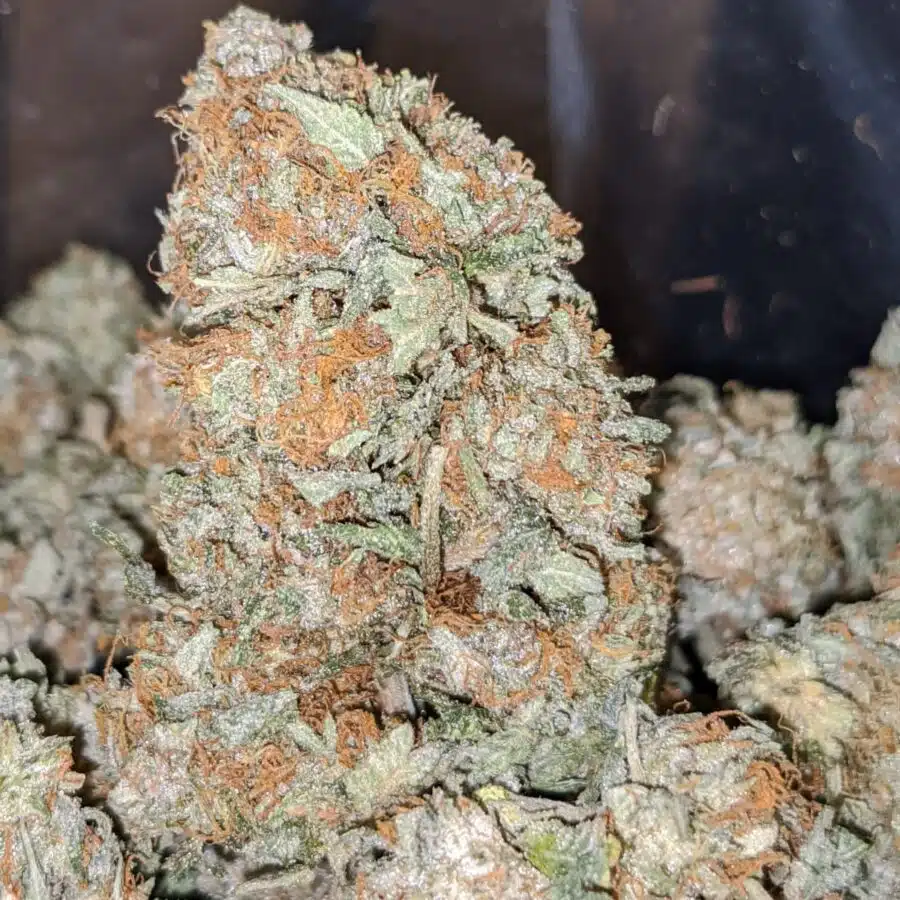 HINDU KUSH DO D 1 I Hindu - *Deal Of The Day*