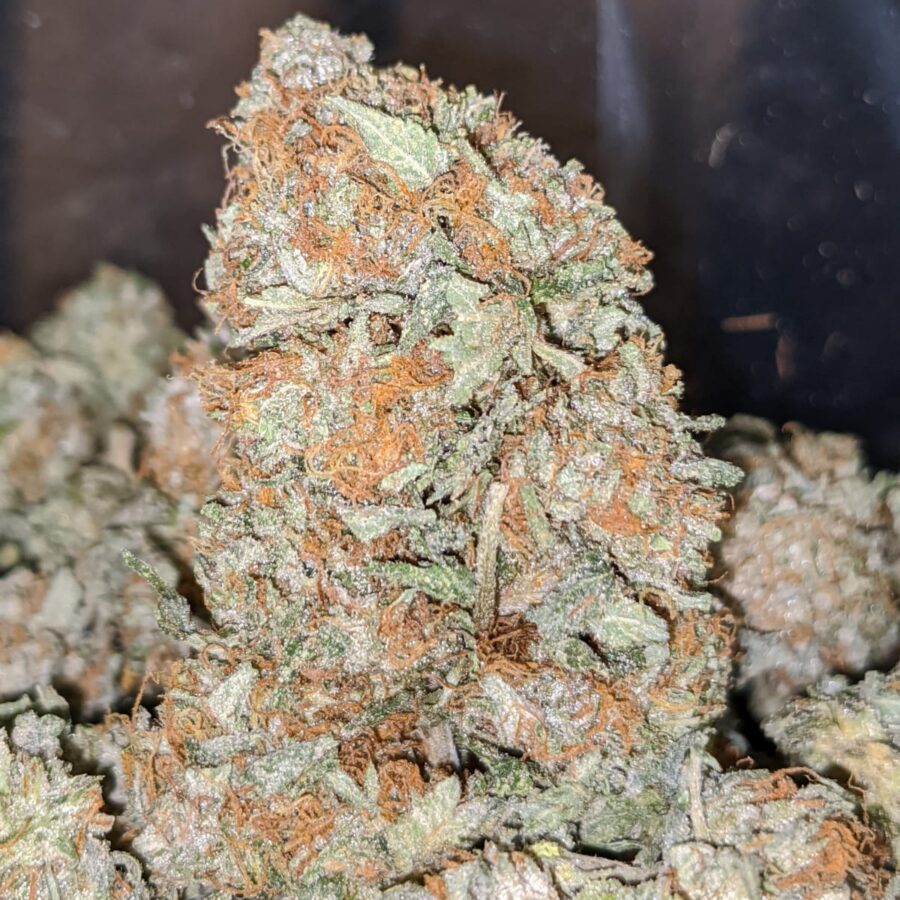 HINDU KUSH DO D 2 I Hindu - *Deal Of The Day*