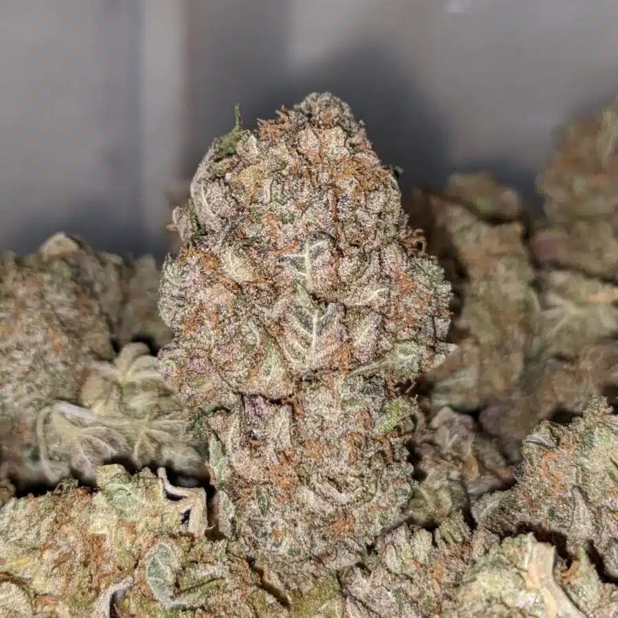 NINJA FRUIT DOD 1 I $ 59Oz - Ninja Fruit