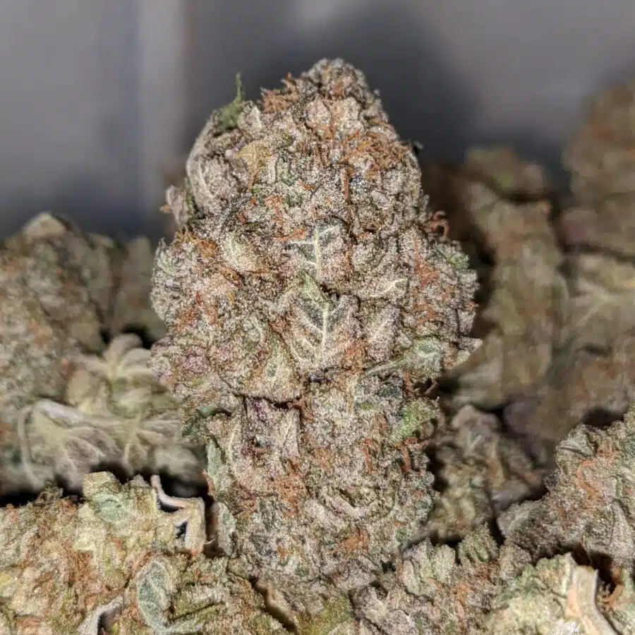 NINJA FRUIT DOD 3 I $ 59Oz - Ninja Fruit