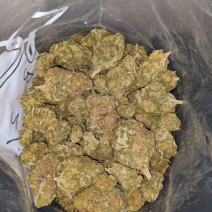 NUKEN BS 1 I Nuken Bulk Special