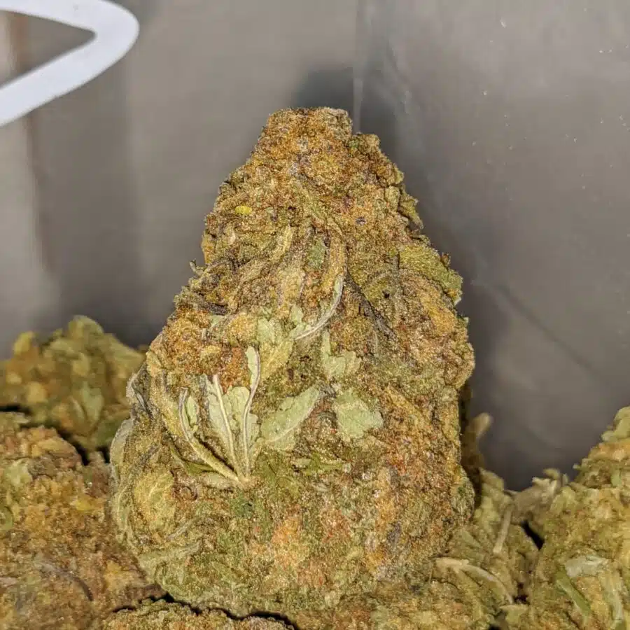 NUKEN BS 2 I Nuken Bulk Special