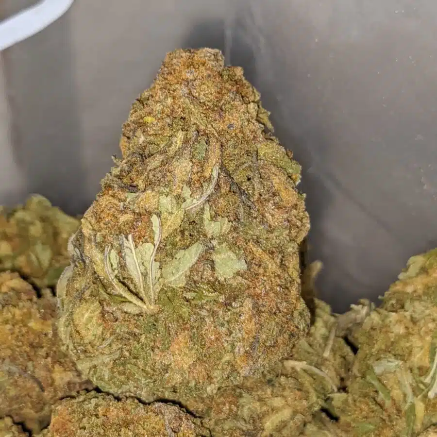 NUKEN BS 3 I Nuken Bulk Special