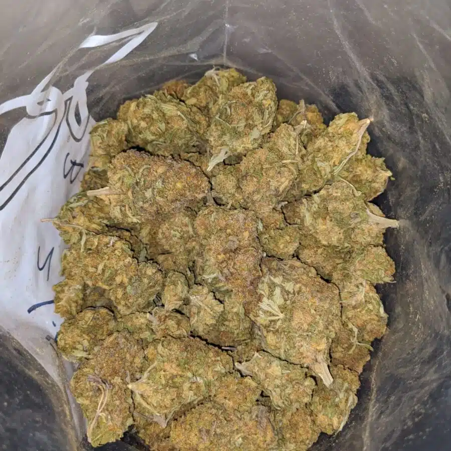 NUKEN BS 4 I Nuken Bulk Special