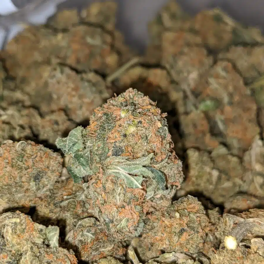 ORANGE KUSH BS 1 I Orange Kush Bulk Special