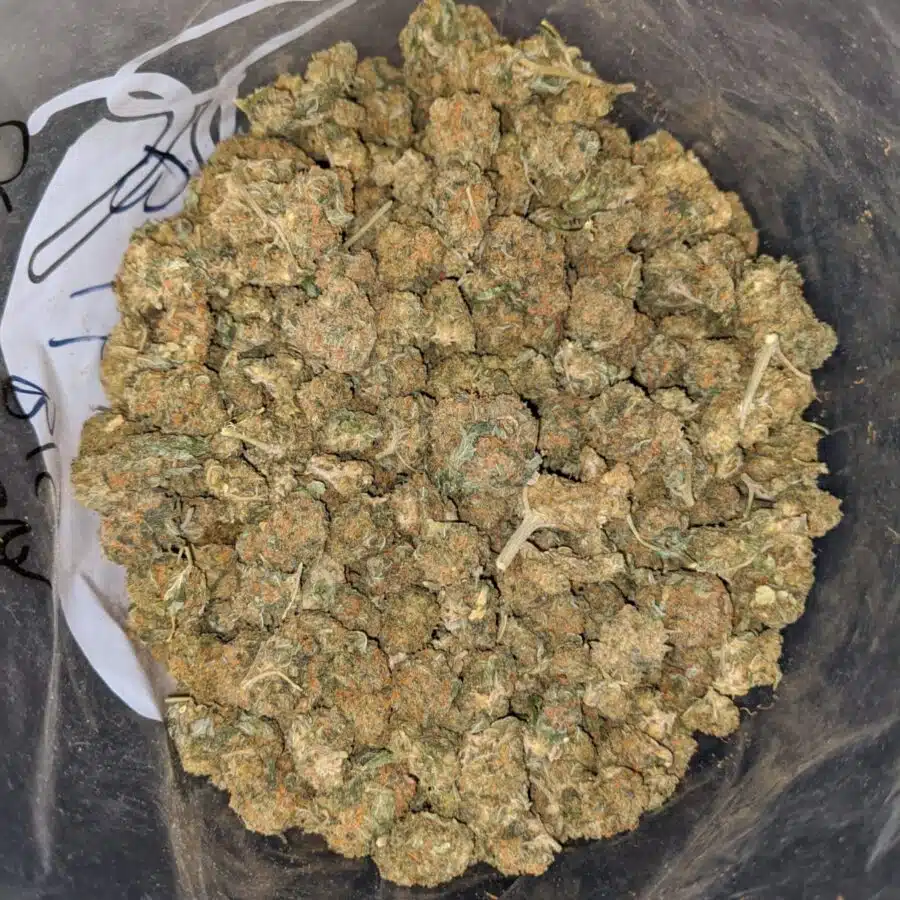 ORANGE KUSH BS 2 I Orange Kush Bulk Special