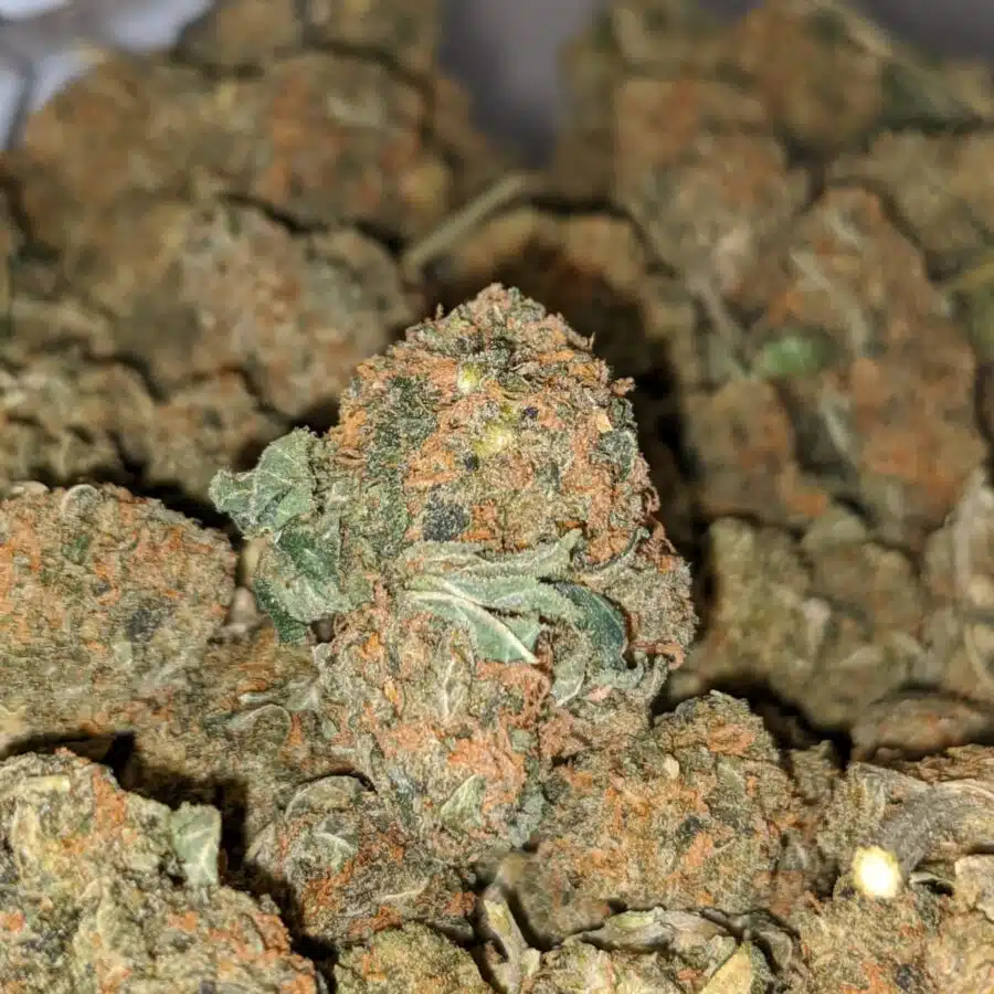 ORANGE KUSH BS 3 I Orange Kush Bulk Special