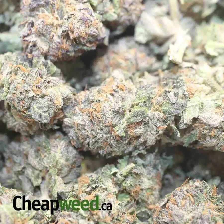 PURPLE LEMON DROP 1 I $59 Oz - Purple Lemon Drop