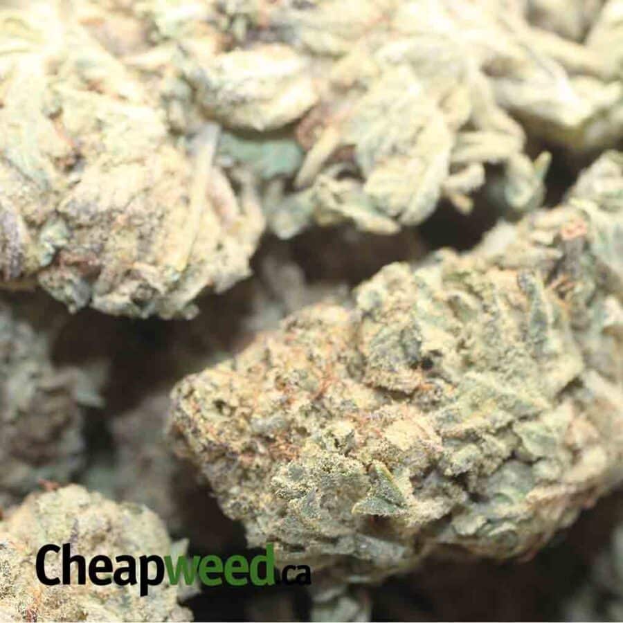 PURPLE WIDOW BS 1 2 I Purple Widow Bulk Special