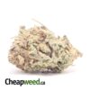 Purple Widow Bulk Special
