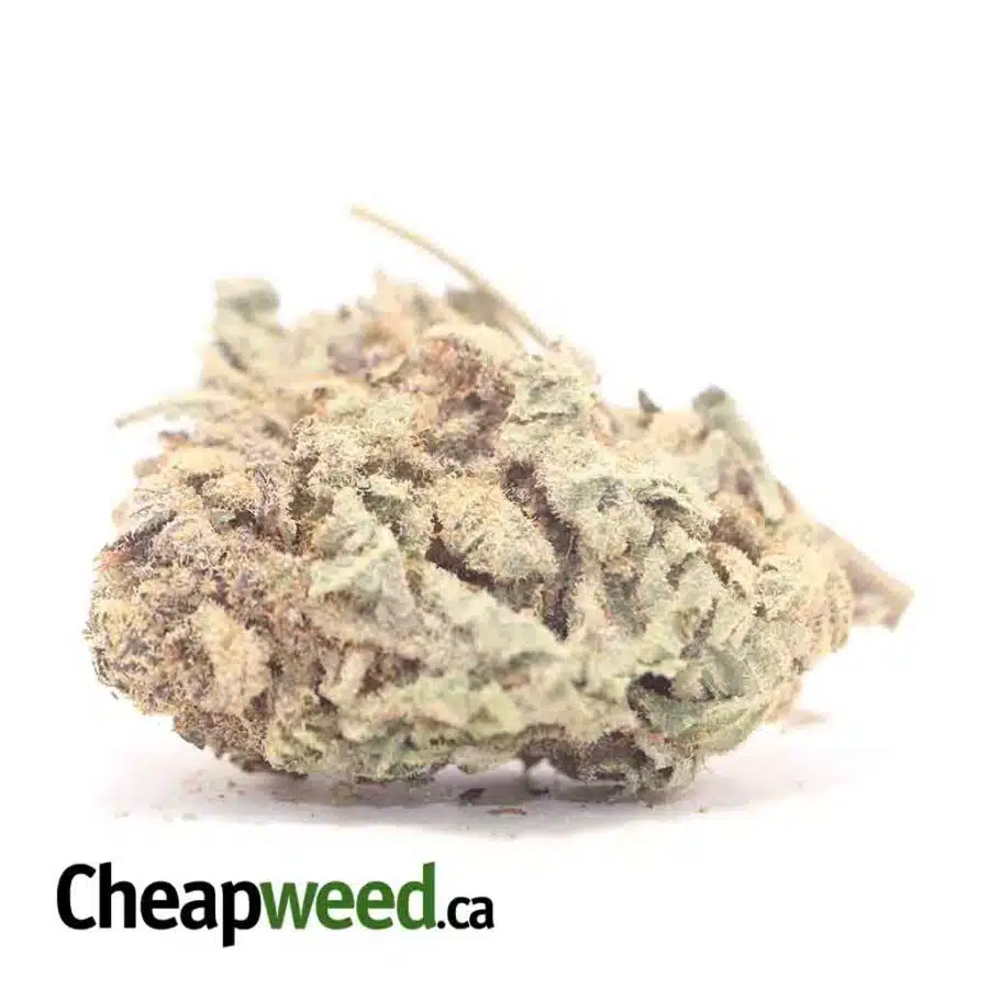 Purple Widow Bulk Special