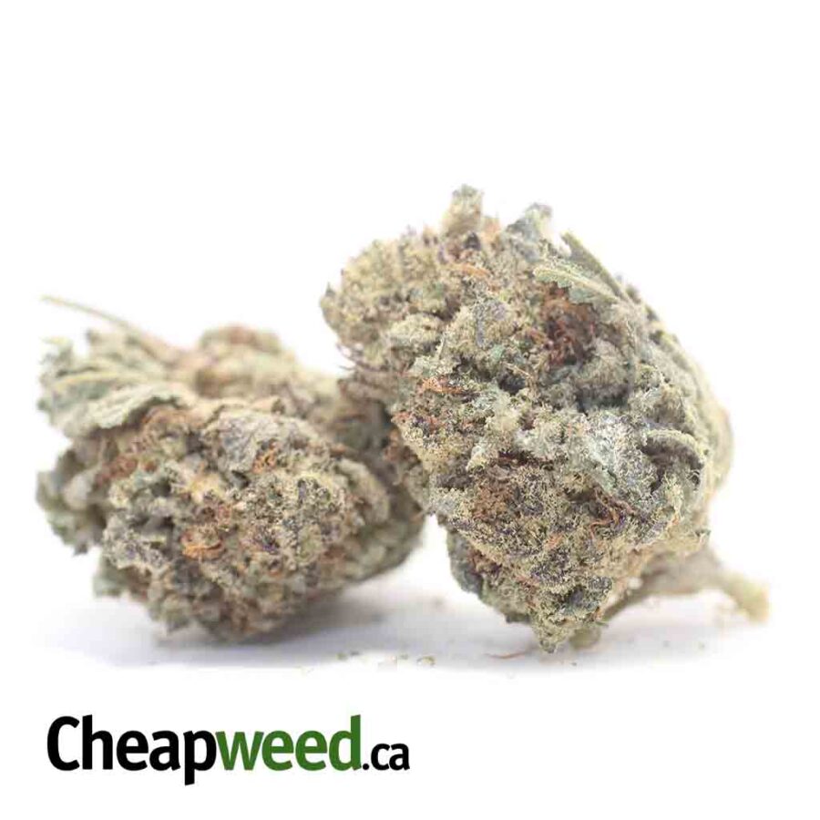 PURPLE WIDOW BS 3 2 I Purple Widow Bulk Special