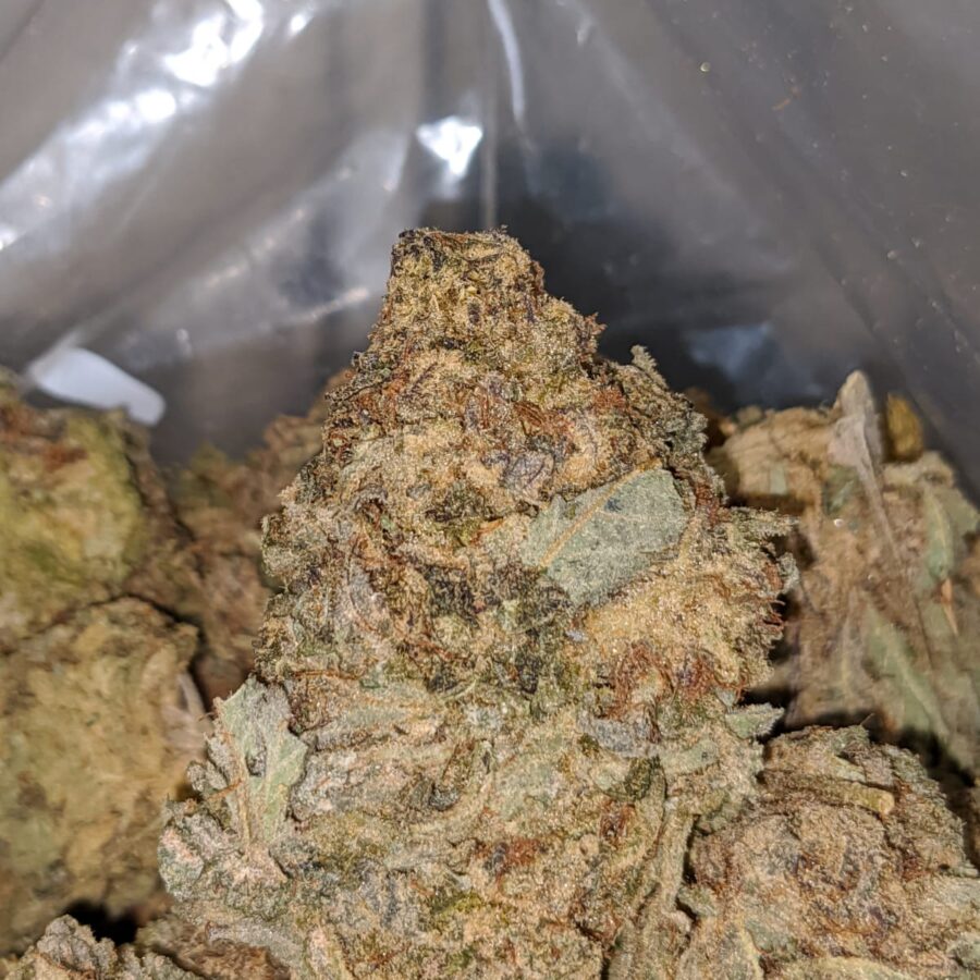 Purple Widow BS 1 I Purple Widow Bulk Special