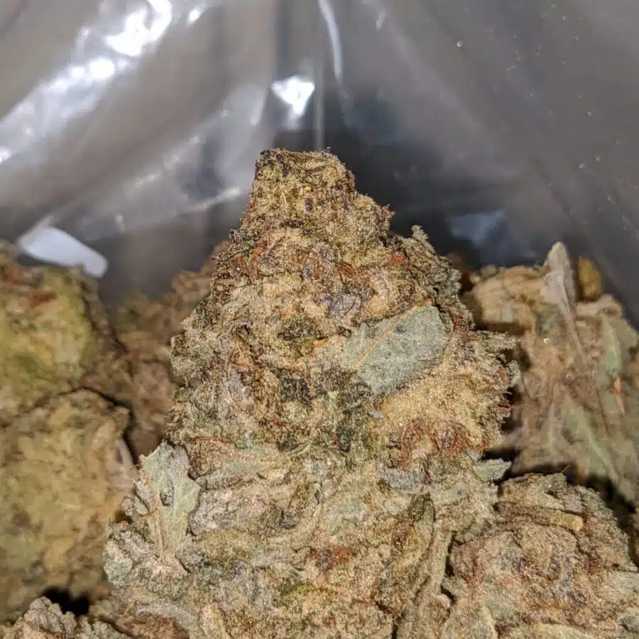 Purple Widow BS 1 I Purple Widow Bulk Special