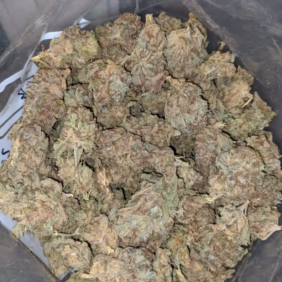 Purple Widow BS 4 I Purple Widow Bulk Special