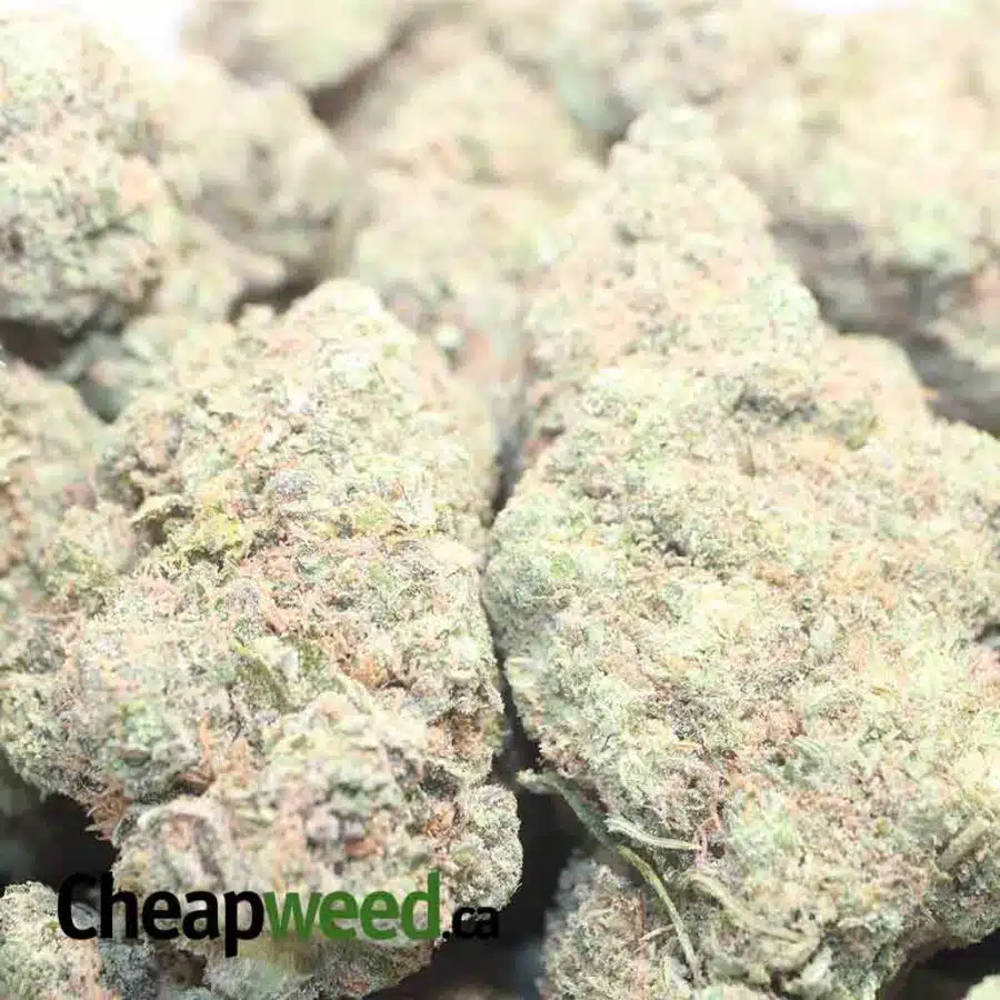 TROPICAL SUNSET 1 I $89 Oz - Tropical Sunset