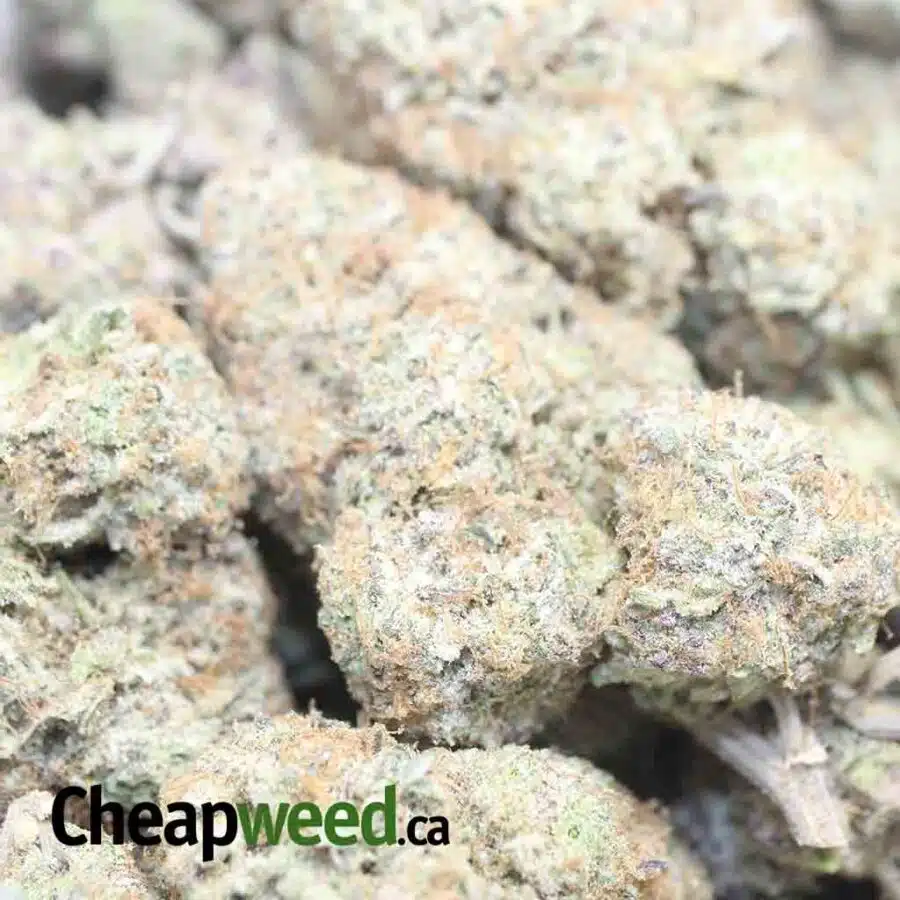 WEDDING CRASHERS 1 I $69 Oz - Wedding Crashers