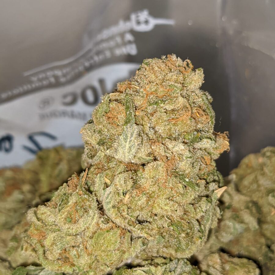 ZOMBIE DOD 1 I Zombie Kush Xmas Special
