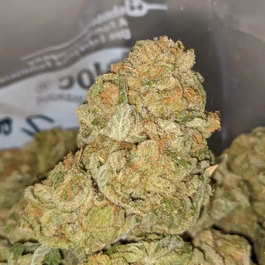 ZOMBIE DOD 2 I Zombie Kush Xmas Special