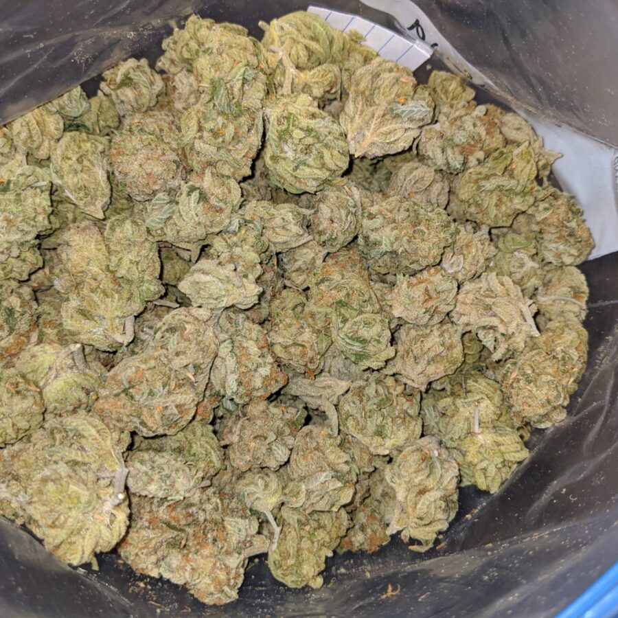 ZOMBIE DOD 3 I Zombie Kush Xmas Special