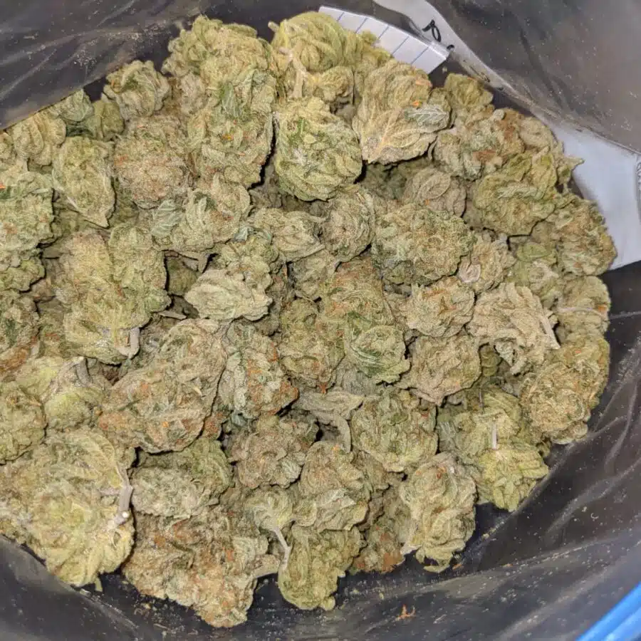 ZOMBIE DOD 3 I Zombie Kush Xmas Special