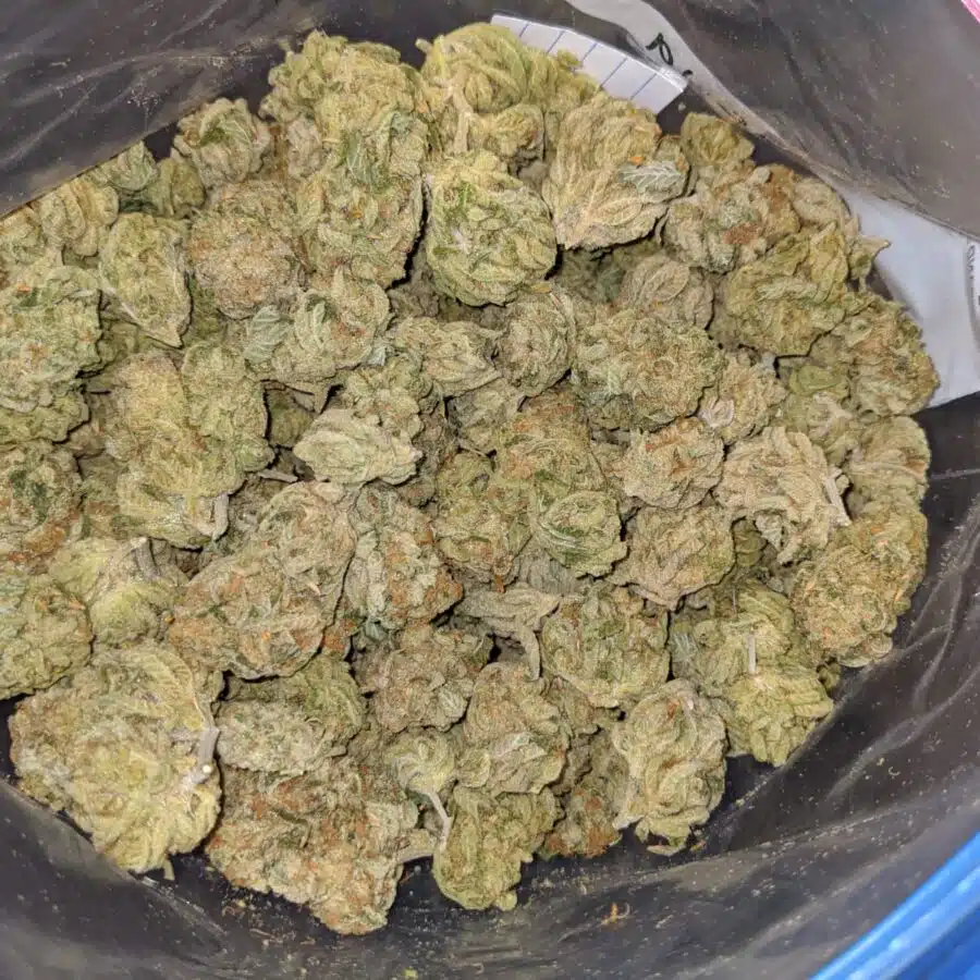 ZOMBIE DOD 4 I Zombie Kush Xmas Special