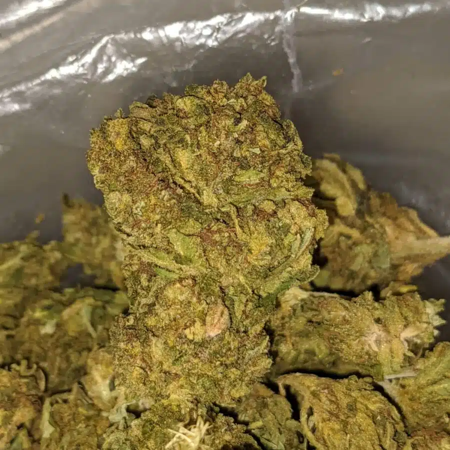 aa sour piss 2 I AA+ Sour Piss