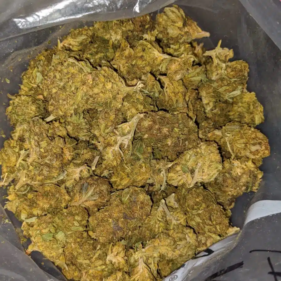 aa sour piss 3 I AA+ Sour Piss
