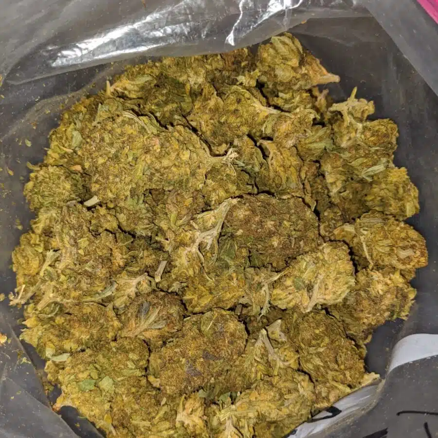 aa sour piss 4 I AA+ Sour Piss