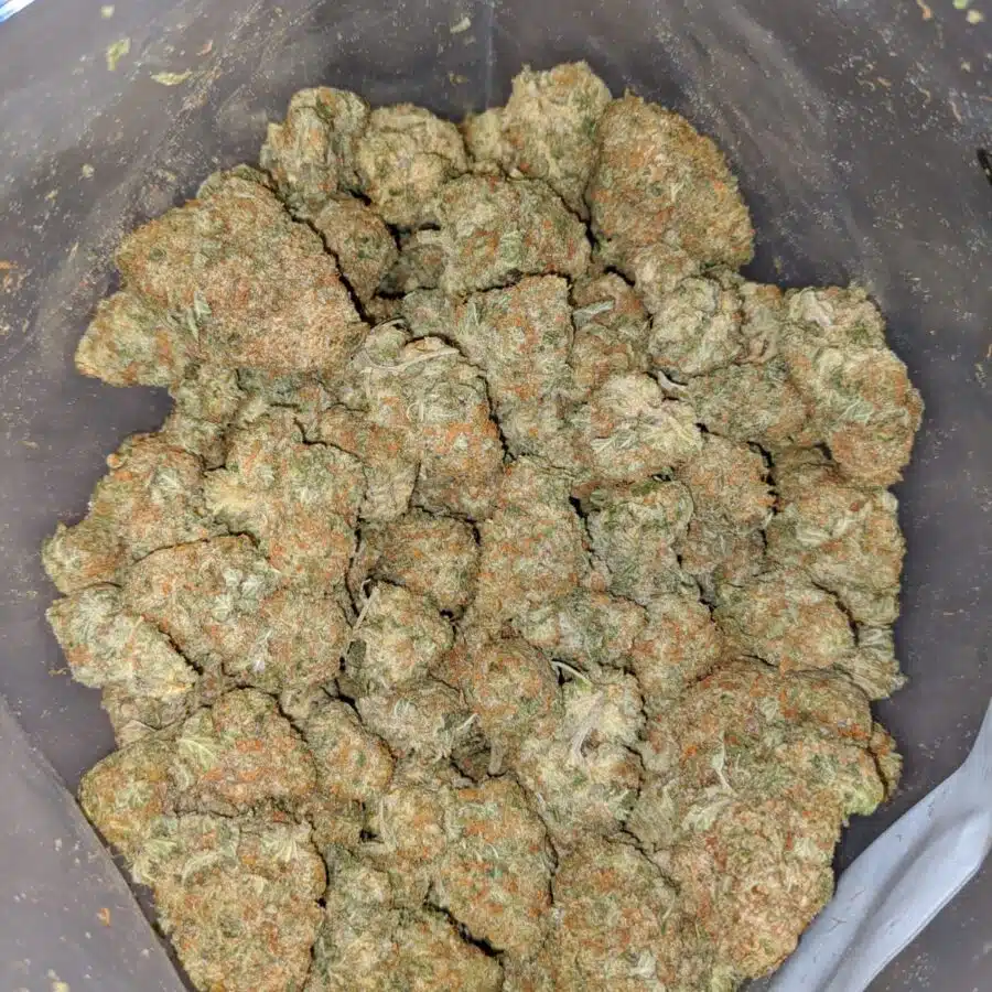 galactic cookies 4 I Galactic Cookies