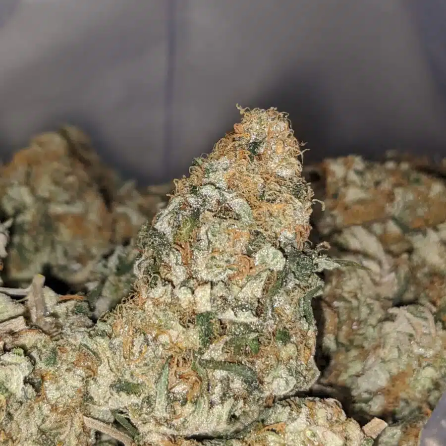 larry og dod 2 I Larry OG - *Deal of the Day*