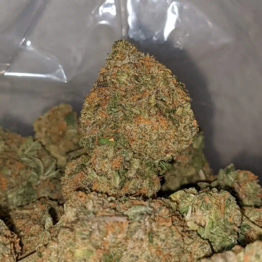 romulan bulk special 1 I Romulan Bulk Special