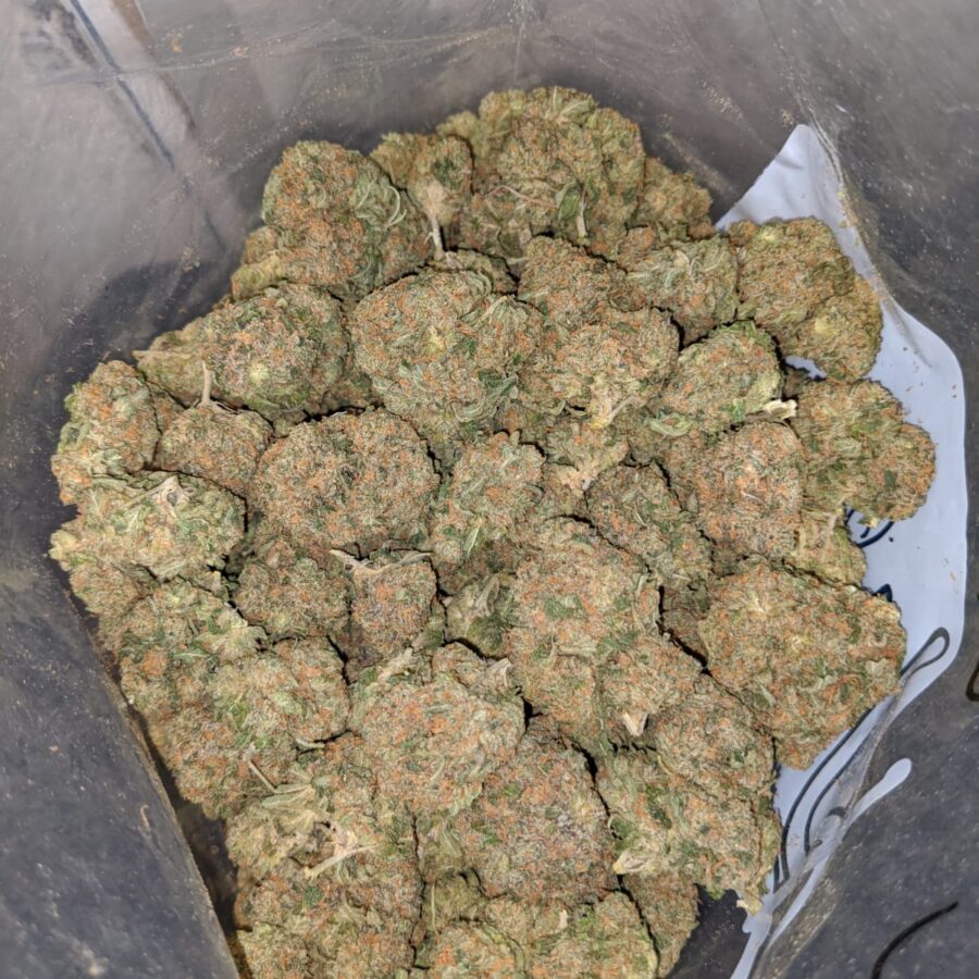 romulan bulk special 3 I Romulan Bulk Special