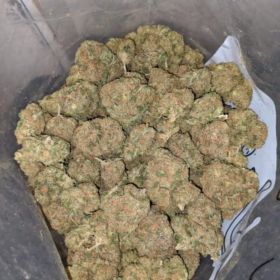 romulan bulk special 3 I Romulan Bulk Special