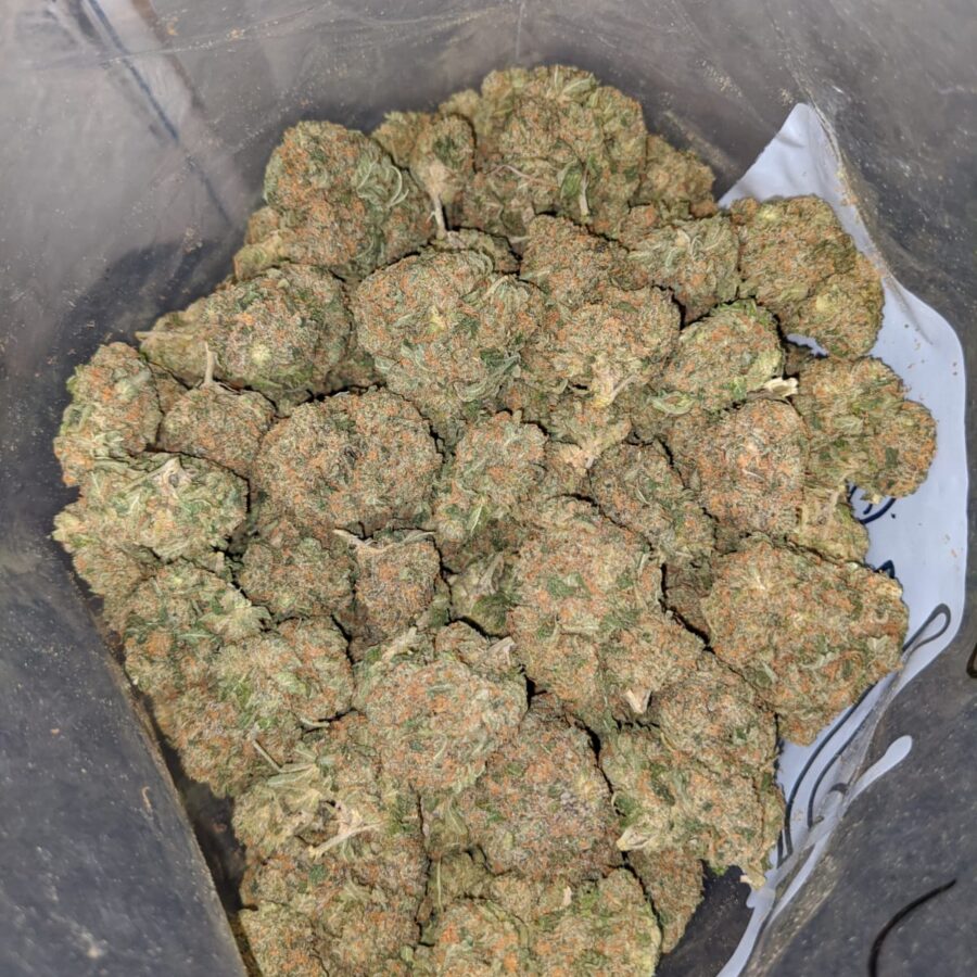 romulan bulk special 4 I Romulan Bulk Special
