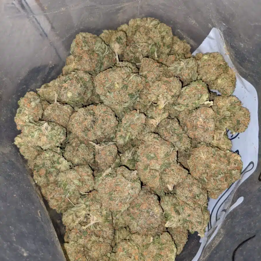 romulan bulk special 4 I Romulan Bulk Special