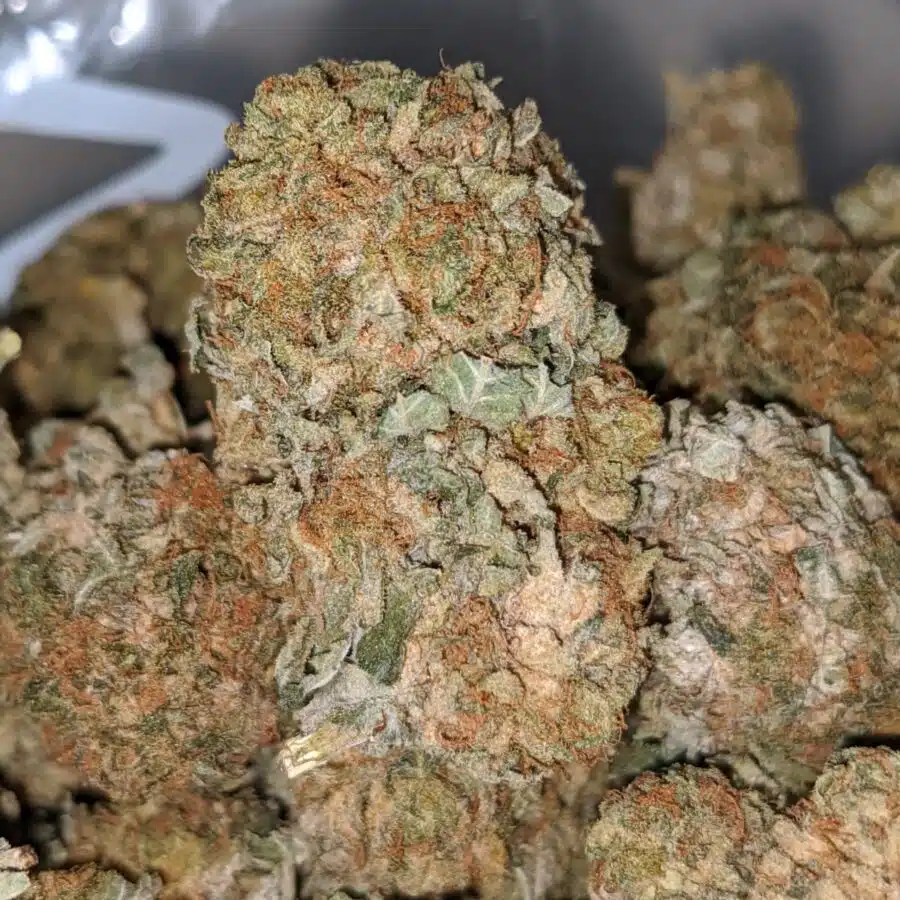sour kush bs 1 I Sour Kush Bulk Special