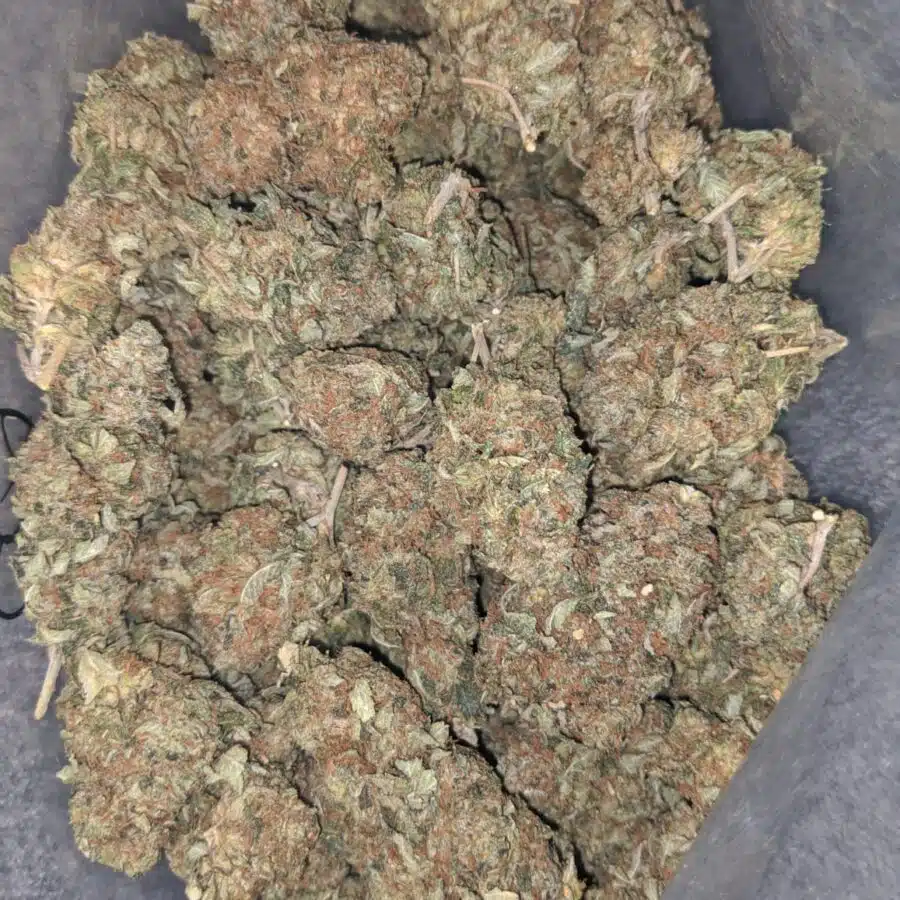 tony lindsay og deal of the day 1 I Tony's Lindsay OG - *Deal Of The Day*