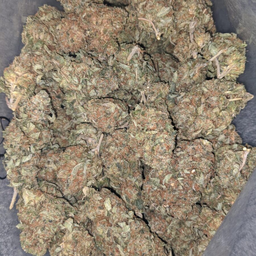 tony lindsay og deal of the day 2 I Tony's Lindsay OG - *Deal Of The Day*