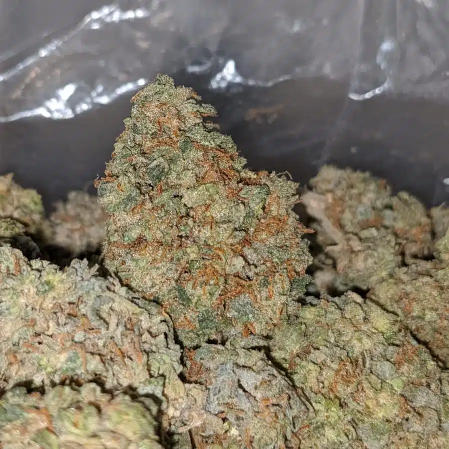 white kosher aa 2 I White Kosher AA+