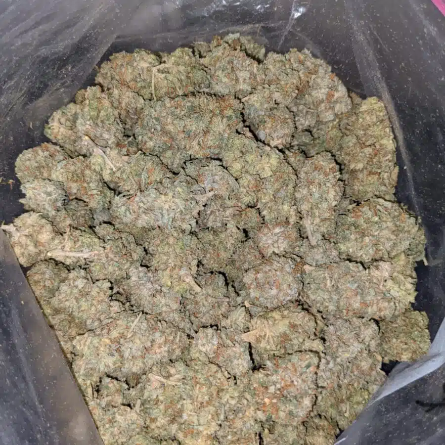 white kosher aa 3 I White Kosher AA+